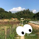 [亲亲]阿菠萝小猪的王国也是小宝贝们的欢乐王国