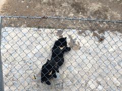 -石家庄市动物园