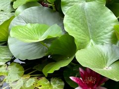 -三忘湖 SWANSEEN(柳荫公园店)