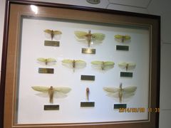 IMG_2876-上海昆虫博物馆