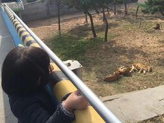 -西霞口神雕山野生动物世界