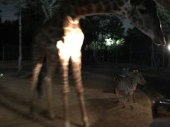 -清迈夜间动物园