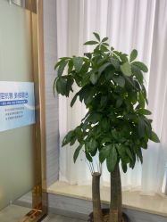 -武汉五洲整形外科医院