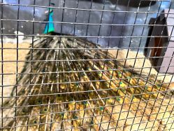 点击看大图 -酷嗒动物文化乐园(cutezoo西溪乐天城店)