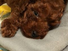 -瑞鹏宠物医院·爱宠堂·骨外专科(西荷分院)