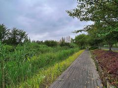 -长田漾湿地公园