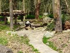 -都江堰中华大熊猫苑