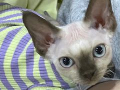 -山宅一喵德文卷毛猫舍