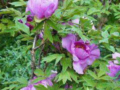 -北京西山国家森林公园