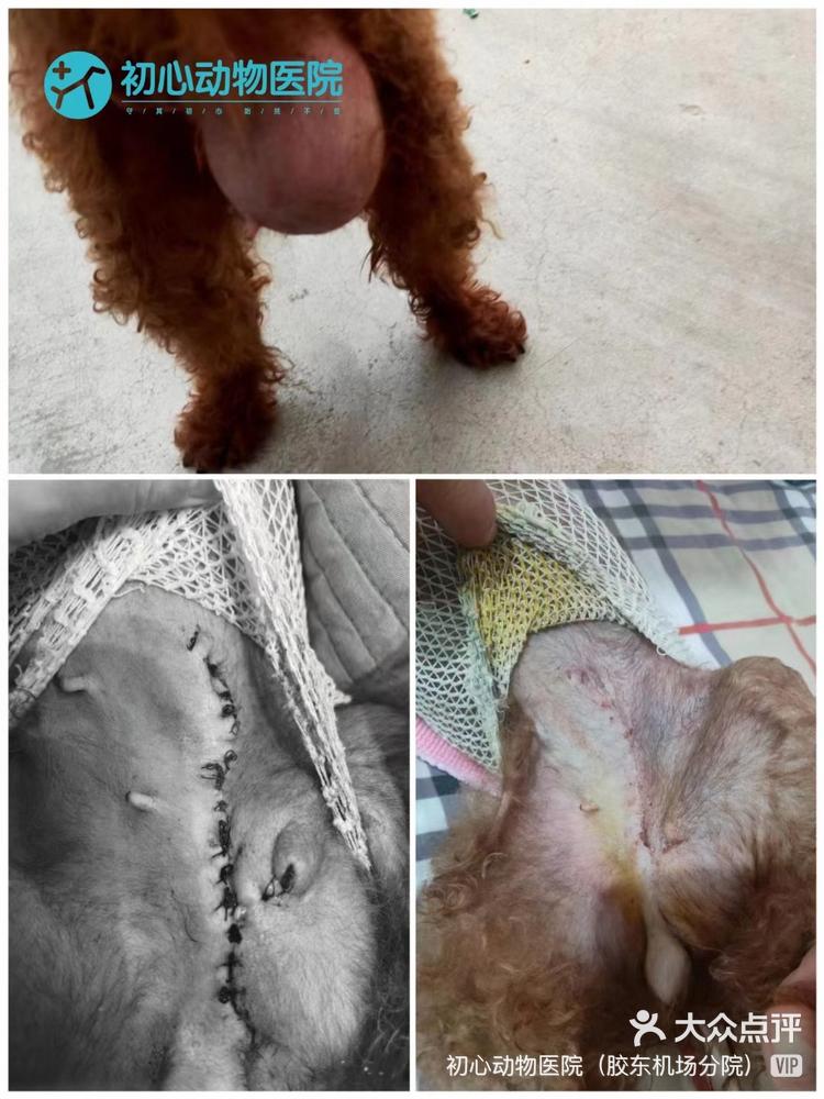 一例老年犬犬腹股沟疝气的手术治疗,主述疝-大众点评