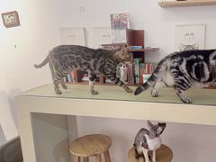 -猫爪屋猫咖(乐汇城店)