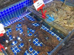 水产区-必点海鲜·鲅鱼水饺(鞍山西道店)