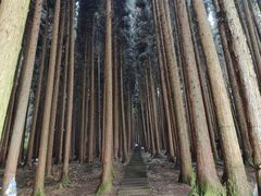 -武陵山森林公园