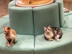 -Bastet sally猫舍购宠(静安店)