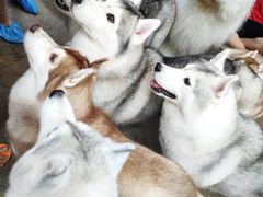 -TrueLove @ Neverland (Husky Cafe)