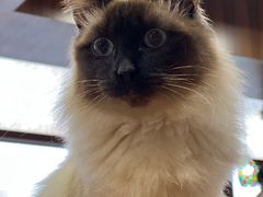 -蓝鲸·缅因猫舍