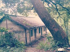 -上海佘山国家森林公园西佘山园