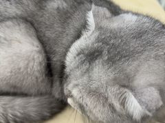 -瑞鹏宠物医院·骨科·猫科·内科(第一中心)