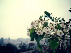 -狐尾山公园