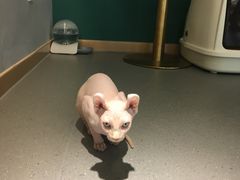 -飞行喵MR PILOT|猫舍·猫咖(静安大融城店)