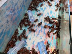 -小杨烤肉(朱雀店)