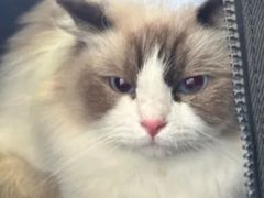 -瑞派福兴宠物医院犬猫全科·骨科·中西医结合(河东店)