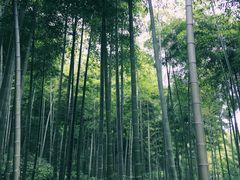 竹林-天下银坑