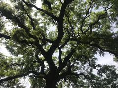 -蓬莱阁景区