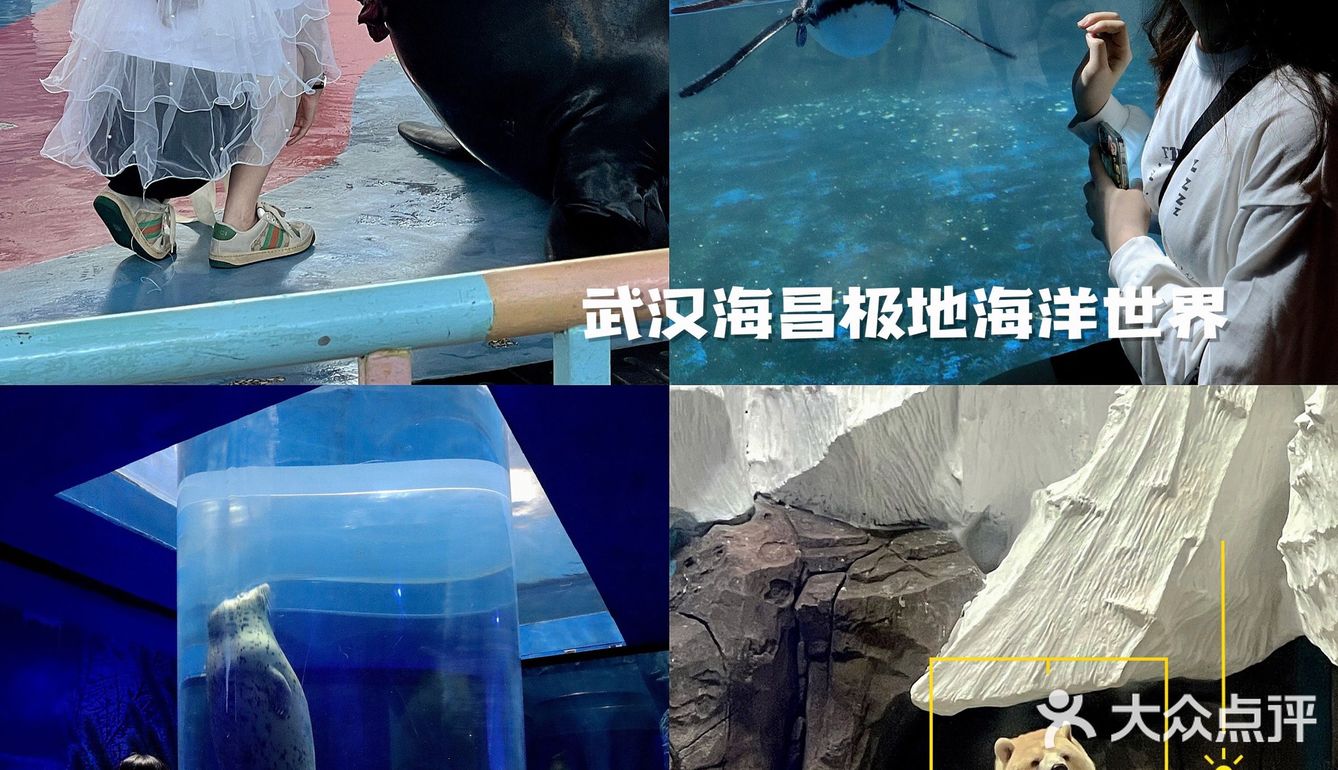 武汉必玩极地海洋世界 满足每个小朋友大朋友的好奇心🔍