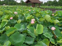 -梁鸿国家湿地公园