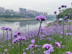 -石井坡(地铁站)