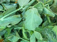 -抚仙湖生态石锅鱼野生菌(告庄店)