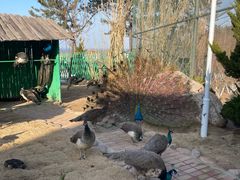 -西霞口神雕山野生动物世界