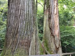 -天目山大树王景区