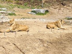 -北京野生动物园