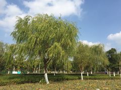 -九里河湿地公园