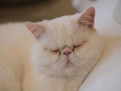 -猫腻·猫咖·撸猫馆(星光大道店)
