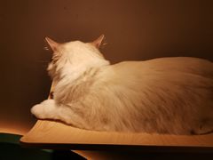 -飞行喵MR PILOT|猫舍·猫咖(静安大融城店)