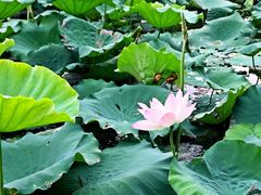 -珠海度假村游泳池