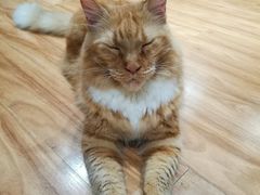 -MOCHA明星猫咖(田子坊店)