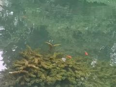-成都市活水公园