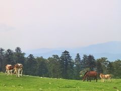 -老秃顶草原景区