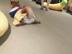 -逗柴咖啡屋·狗咖猫咖宠物桌游