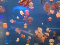 -左海海底世界