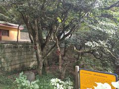 -普陀山风景区-佛顶山
