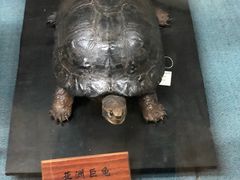 -陕西自然博物馆