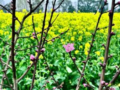 -中国天府农业博览园