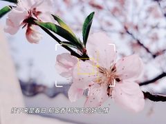 -桃花堤公园