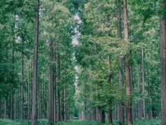 -黄海国家森林公园