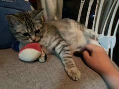 -纳吉亚猫专科动物医院博雅分院